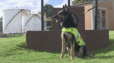 Vozí ju špeciálne auto s ozbrojenou ochrankou: Sučku Sombru chcú zabiť drogové kartely