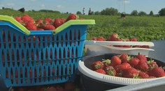 Začala sa sezóna samozberu jahôd. Zisťovali sme, ako sa medziročne zmenili ceny