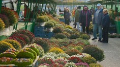 Umelé kytice alebo živé chryzantémy? Vieme, čo pred Dušičkami ide „na dračku“