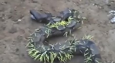 Had dostal zaslúžený trest. Chcel zjesť to, čo nemal