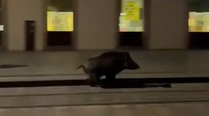 Bratislavčania v centre mesta neverili vlastným očiam. Namiesto eletričky bežal po trati vyplašený diviak