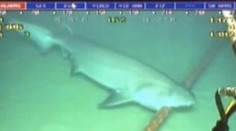 Google trápia žraloky, internetový gigant na nich vymyslel fintu