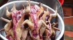 Pohľad, ktorý bolí. Mačky idú na dračku, ich mäso je lahôdka