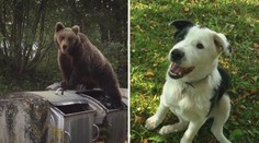 Zbraň nevídaného kalibru. Tento psík má zastaviť odvážne medvede v Tatrách