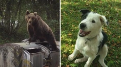 Zbraň nevídaného kalibru. Tento psík má zastaviť odvážne medvede v Tatrách
