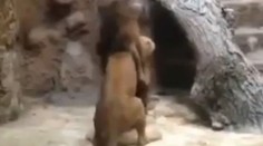 Zdesení návštevníci zoo: Lev zabil pred očami detí levicu