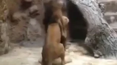 Zdesení návštevníci zoo: Lev zabil pred očami detí levicu