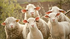 Stádo oviec spásalo takmer 300 kilogramov konope. Skákali vyššie ako kozy