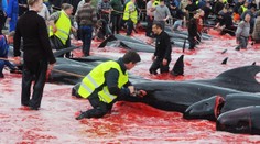 Ani tento rok nevynechali rituál plný krvi. More sa zafarbilo načerveno