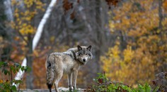 Ojedinelý útok svorky vlkov v dedine na východe Slovenska. Napadli dvoch psov