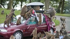 Paviány v safari parku mali spozorovať s nožmi a skrutkovačmi. Vedenie zaradienia to odmieta