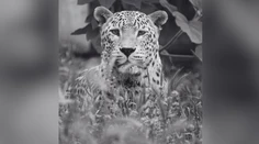 Smutná správa zo ZOO Bojnice. Po 19 rokoch sa navždy rozlúčili s leopardom Hassanom