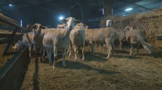 Bežná súčasť jedálnička našich predkov súčasnú generáciu neláka, dnes ju zje málokto