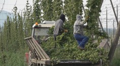 Na Slovensku funguje už iba jedna chmeľnica