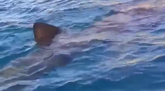 VIDEO: Zdesenie v chorvátskych vodách. Okolo lode plnej turistov krúžil obrovský žralok