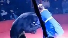 VIDEO: Dramatické chvíle pred zrakom detí. Medveď v cirkuse napadol tehotnú krotiteľku