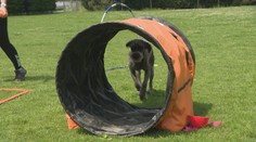 Šport, ktorý si štvornohý miláčik zamiluje. Hoopers zvládnu aj staršie a hendikepované psy