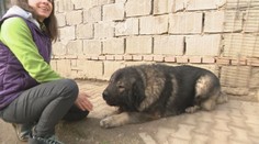 Kríza úraduje všade. Vyhodených psov pribúda, majitelia útulkov sú odkázaní na pomoc ľudí