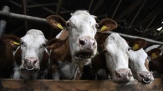 Na juhu Slovenska nechápu, prečo musia utratiť stovky nenakazených zvierat. Minister Takáč prišiel s vysvetlením