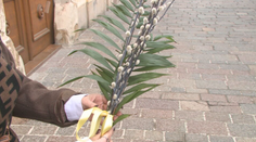 Palmová nedeľa otvára Veľký týždeň. Čo symbolizujú bahniatka?