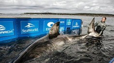 Výskumníci chytili rekordne veľkú samicu žraloka modrého. Označili ju za "kráľovnú oceánov"