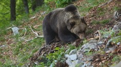 V okolí Ružomberka sa má podľa zásahového tímu pohybovať zhruba 10 medveďov