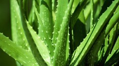 Účinný pomocník v boji proti Alzheimerovej chorobe. Obľúbenú rastlinu niektorí používajú každý deň