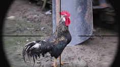 Mafia Corner naučil spievať kohúta