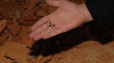 Po odvysielaní reportáže priznali pravdu. S ostrými pálili nedovolene