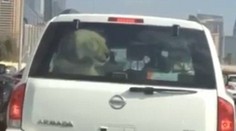 Neuveriteľné video: Vodič prevážal v kufri auta leva