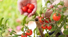 Pestujete rajčiny? Pozor na najčastejšie chyby, ktoré robia záhradkári