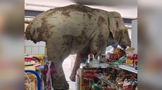 FOTO+VIDEO: Slon prekvapil zákazníkov aj predavača. Vtrhol do potravín a chobotom prehľadával regály