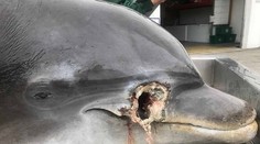 Na Floride našli brutálne zastrelené delfíny. Za dolapenie páchateľa ponúkajú vysokú odmenu