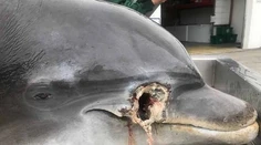 Na Floride našli brutálne zastrelené delfíny. Za dolapenie páchateľa ponúkajú vysokú odmenu
