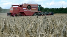 Začala sa žatva, v porovnaní s vlaňajškom o čosi neskôr. Dôvodom sú dažde