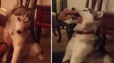 Znepokojujúce video ukazuje, aké má droga účinky na psov