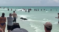 VIDEO: Nečakaný návštevník na floridskej pláži. Dovolenkárov prekvapil medveď baribal
