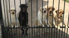 Poštár a psy hitom internetu: Pozrite sa, čo odhalila bezpečnostná kamera