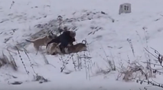 VIDEO: Muža pod Tatrami napadli psy. Zvieratá utratia