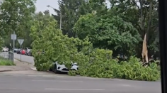 VIDEO: Pozor na silný vietor. V Leviciach spadol strom priamo na auto