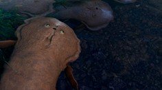 Vedci zrekonštruovali podobu bizarného tvora, ktorý je považovaný za chýbajúci článok evolúcie