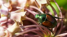 Nebezpečný chrobák desí Európu. Nenápadný zabijak úrody sa objavil už vo Francúzsku