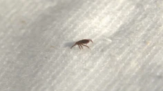 Kliešte zmizli z trávy. Horúčavy ich poslali do úkrytu, nebezpečenstvo sa však nekončí