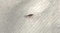 Kliešte zmizli z trávy. Horúčavy ich poslali do úkrytu, nebezpečenstvo sa však nekončí