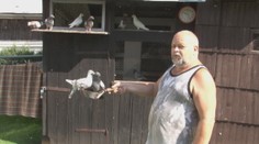 Prichytený pri čine: Bol taký hladný, že chcel chovateľovi zjesť holuby