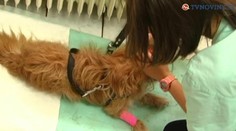 Z dovolenky si na svojich štvornohých miláčikoch môžete doniesť nečakaný suvenír