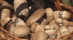 Prekvapivý úlovok: Z prvej tohtoročnej hubačky si Jozef odniesol 150 dubákov