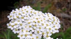 Táto rastlinka vás záchráni pred menštruačnými bolesťami