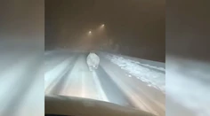 VIDEO: Na zimný spánok sa zjavne nechystá. Medveď na Podpoľaní bežal priamo po ceste