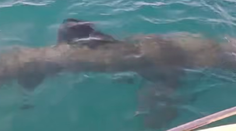 VIDEO: V Stredozemnom mori sa objavil gigantický žralok. Plával okolo rybárskej lode